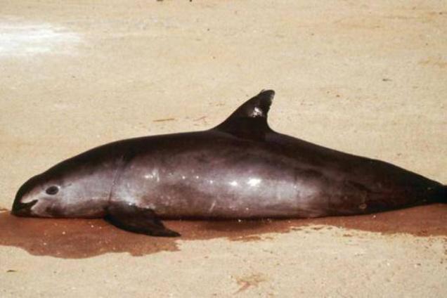 Mexico’s Vaquita porpoise headed in the direction of extinction