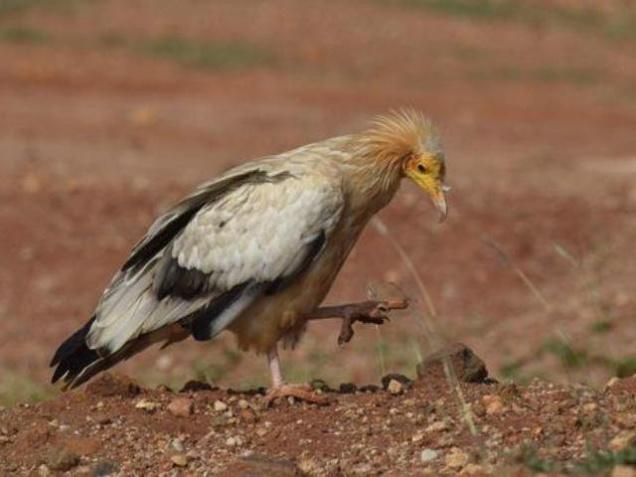 Loss of vultures destructive for people, environment: take a look at