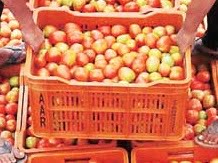 Rising tomato price raises demand for tomato puree, ketchup: Survey