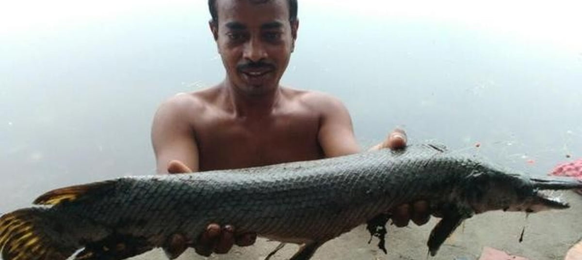 Experts called in after angler catches dangerous alligator fish from Kolkata lake