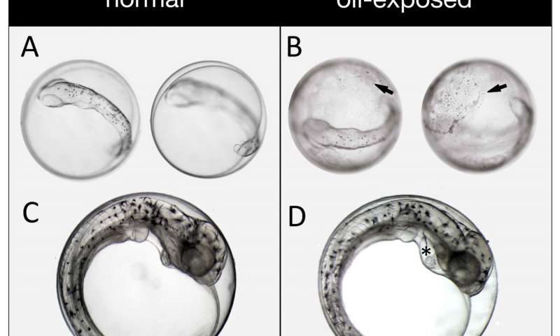 Crude oil causes heart and skull deformities in haddock