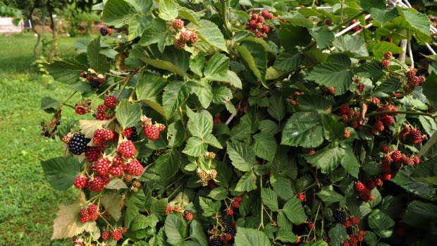 Gardening: growing blackberries without the blood