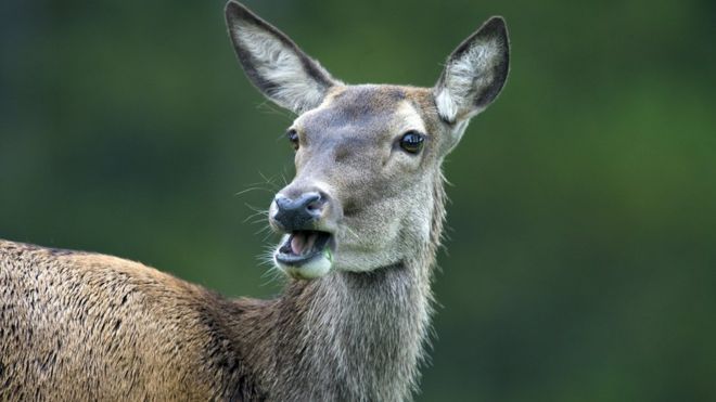 The rare Afghan deer that survived wars