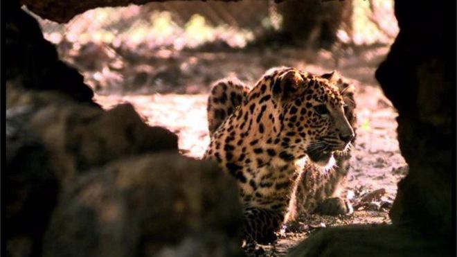 Leopard burned alive in India village