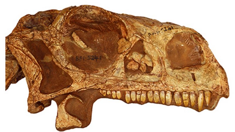 You Can Now Print a 200 Million Years Old Dinosaur Skull at Home