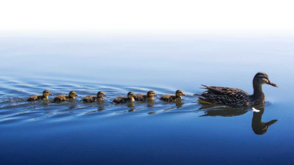 Here’s why ducklings swim in a row behind mom